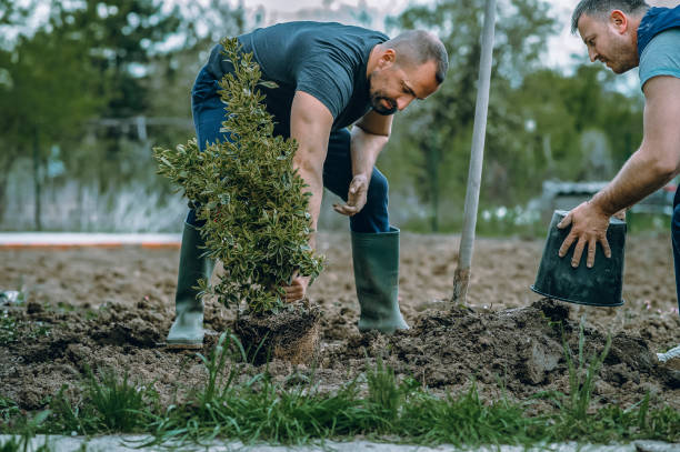 Best Tree Cabling and Bracing  in Ramsey, NJ