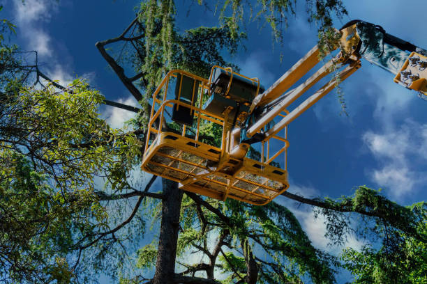 Best Tree and Shrub Care  in Ramsey, NJ