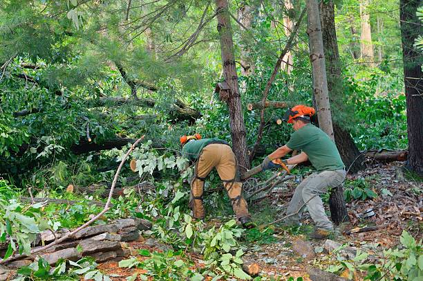 Best Arborist Consultation Services  in Ramsey, NJ