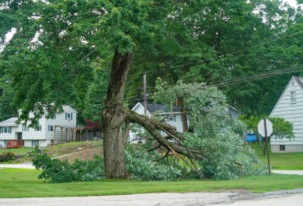 Reliable Ramsey, NJ Tree Services Solutions